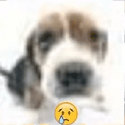 perro 🐕  preview
