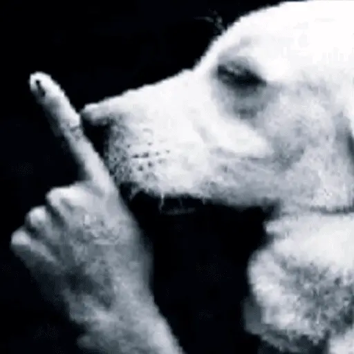 perro 🐕 