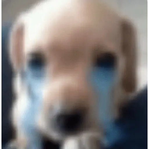 perro 🐕 