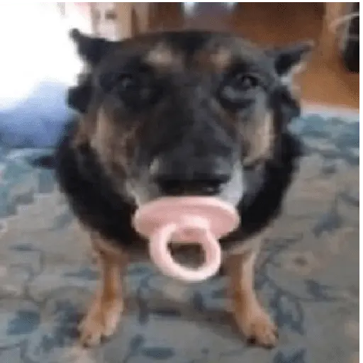 perro 🐕 