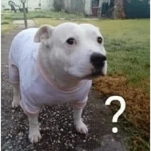 perro 🐕 