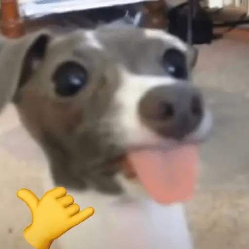 perro 🐕 