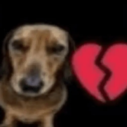 perro 🐕 