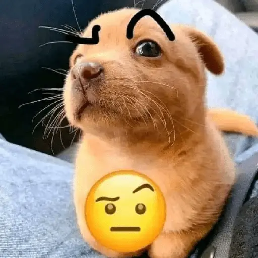 perro 🐕 