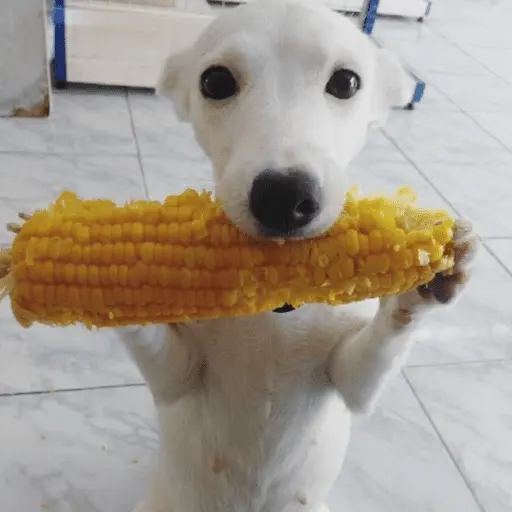 perro 🐕 