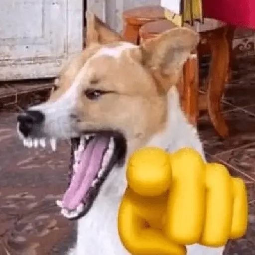 perro 🐕 