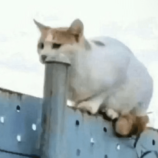 🐈‍⬛🐱🧶 GATOS | CATS 🧶🐱🐈‍⬛ preview