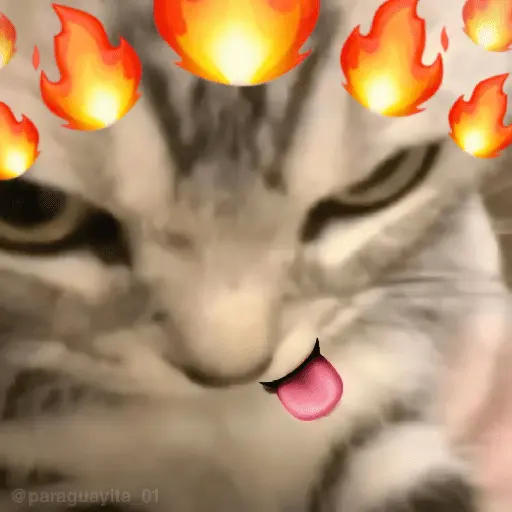 🐈‍⬛🐱🧶 GATOS | CATS 🧶🐱🐈‍⬛