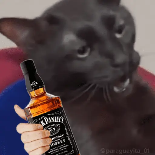 🐈‍⬛🐱🧶 GATOS | CATS 🧶🐱🐈‍⬛