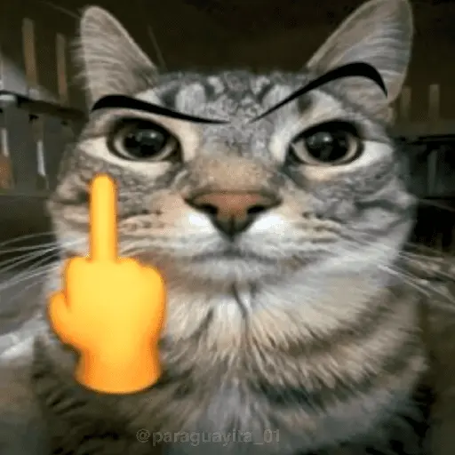 🐈‍⬛🐱🧶 GATOS | CATS 🧶🐱🐈‍⬛