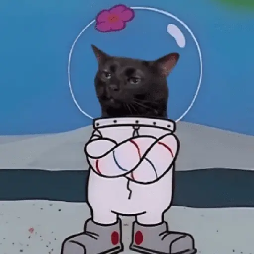 🐈‍⬛🐱🧶 GATOS | CATS 🧶🐱🐈‍⬛