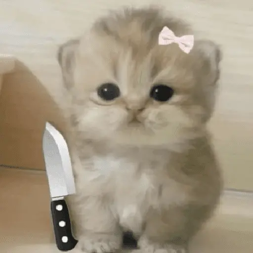 🐈‍⬛🐱🧶 GATOS | CATS 🧶🐱🐈‍⬛