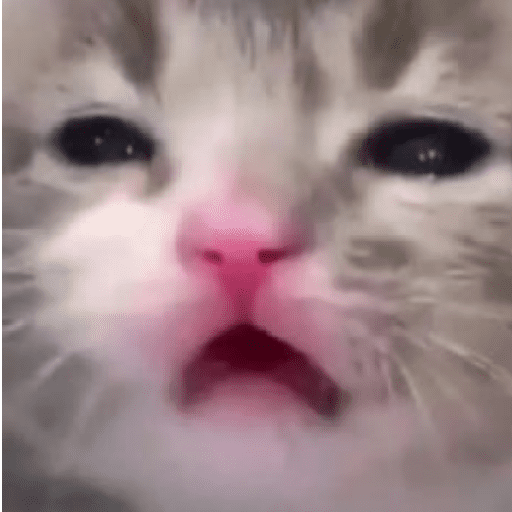 🐈‍⬛🐱🧶 GATOS | CATS 🧶🐱🐈‍⬛ preview