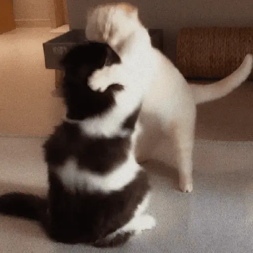🐈‍⬛🐱🧶 GATOS | CATS 🧶🐱🐈‍⬛