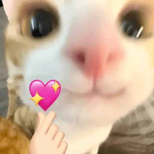 🐈‍⬛🐱🧶 GATOS | CATS 🧶🐱🐈‍⬛