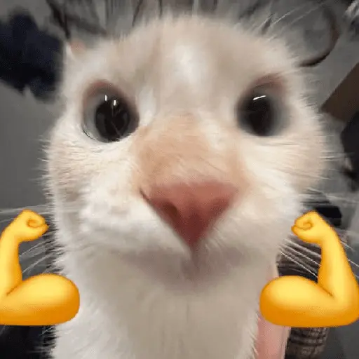 🐈‍⬛🐱🧶 GATOS | CATS 🧶🐱🐈‍⬛