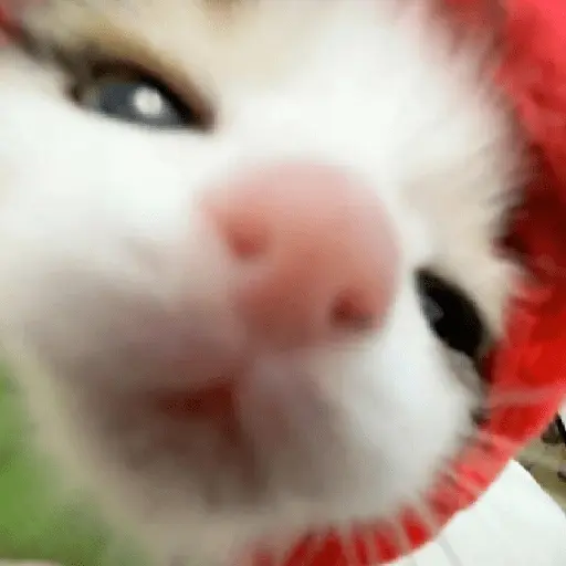 🐈‍⬛🐱🧶 GATOS | CATS 🧶🐱🐈‍⬛