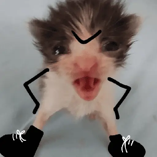 🐈‍⬛🐱🧶 GATOS | CATS 🧶🐱🐈‍⬛