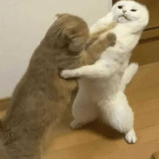🐈‍⬛🐱🧶 GATOS | CATS 🧶🐱🐈‍⬛