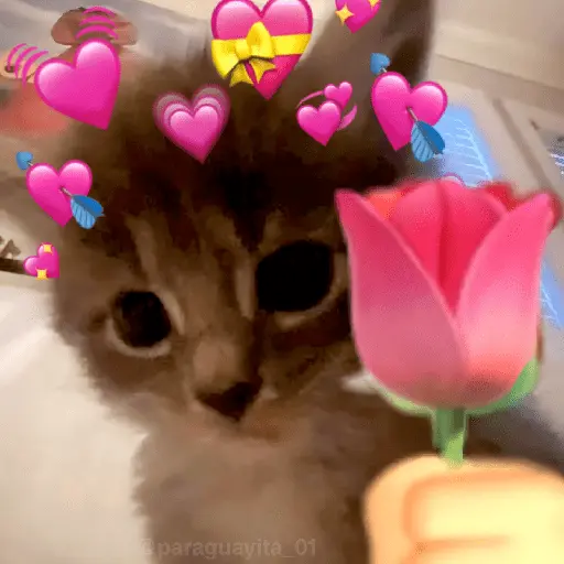 🐈‍⬛🐱🧶 GATOS | CATS 🧶🐱🐈‍⬛