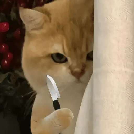 🐈‍⬛🐱🧶 GATOS | CATS 🧶🐱🐈‍⬛