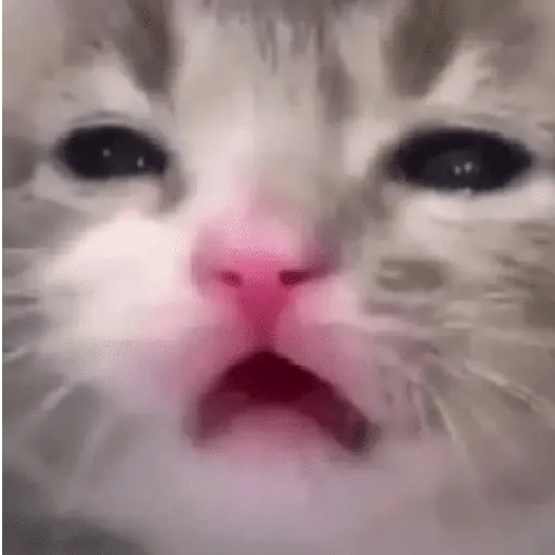 🐈‍⬛🐱🧶 GATOS | CATS 🧶🐱🐈‍⬛