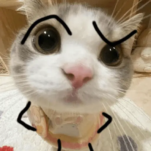 🐈‍⬛🐱🧶 GATOS | CATS 🧶🐱🐈‍⬛