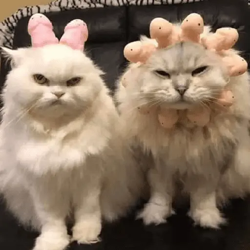 🐈‍⬛🐱🧶 GATOS | CATS 🧶🐱🐈‍⬛