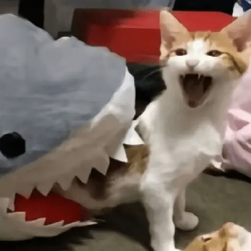 🐈‍⬛🐱🧶 GATOS | CATS 🧶🐱🐈‍⬛