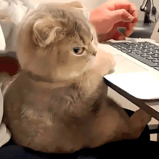 🐈‍⬛🐱🧶 GATOS | CATS 🧶🐱🐈‍⬛