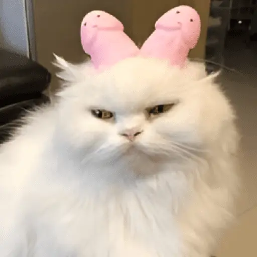 🐈‍⬛🐱🧶 GATOS | CATS 🧶🐱🐈‍⬛