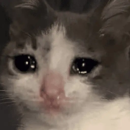 🐈‍⬛🐱🧶 GATOS | CATS 🧶🐱🐈‍⬛