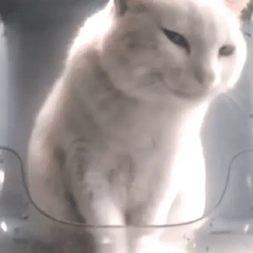 🐈‍⬛🐱🧶 GATOS | CATS 🧶🐱🐈‍⬛