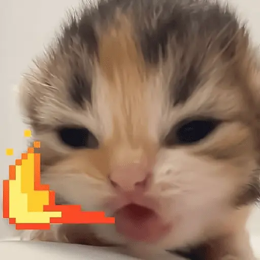 🐈‍⬛🐱🧶 GATOS | CATS 🧶🐱🐈‍⬛
