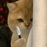 🐈‍⬛🐱🧶 GATOS | CATS 🧶🐱🐈‍⬛
