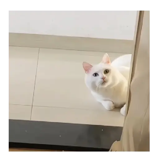 Horny Cats 🐱❤️