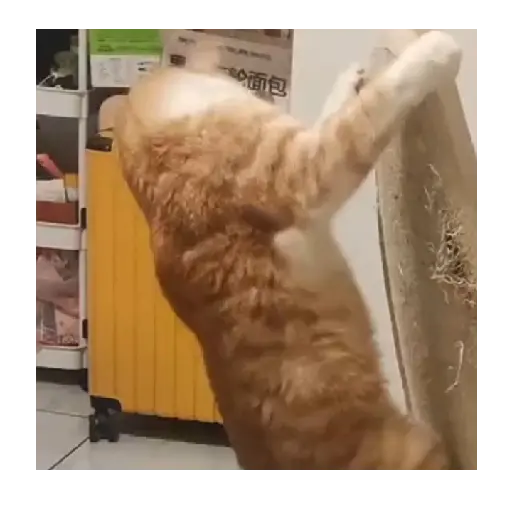 Horny Cats 🐱❤️