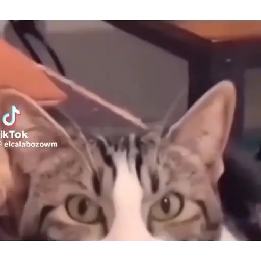 Horny Cats 🐱❤️