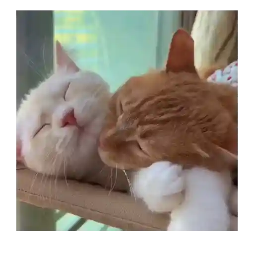 Horny Cats 🐱❤️ preview