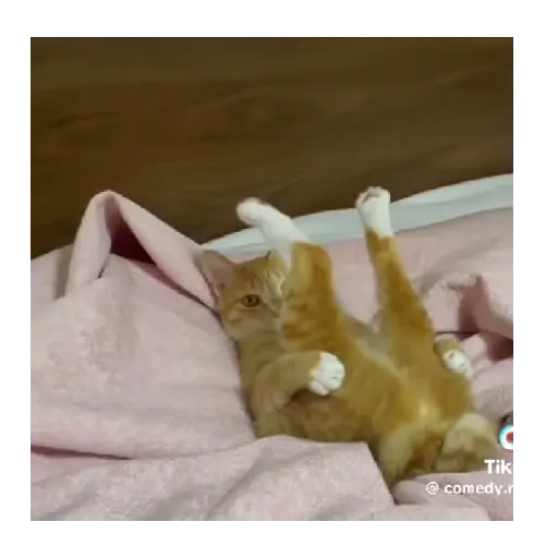 Horny Cats 🐱❤️