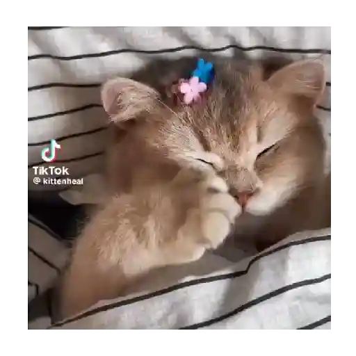 Horny Cats 🐱❤️