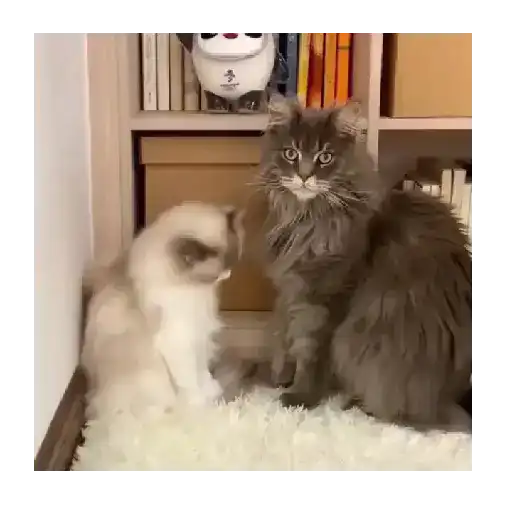 Horny Cats 🐱❤️