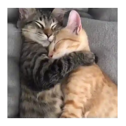 Horny Cats 🐱❤️