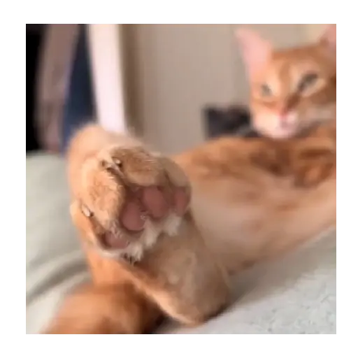 Horny Cats 🐱❤️