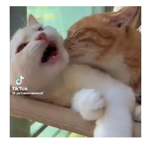 Horny Cats 🐱❤️