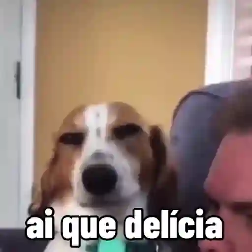 sapecagens - animadas