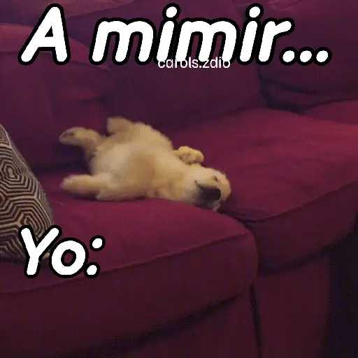A mimir 💤 Perros 🐶😴