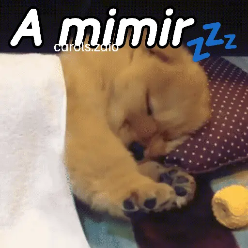 A mimir 💤 Perros 🐶😴