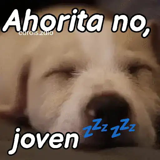 A mimir 💤 Perros 🐶😴