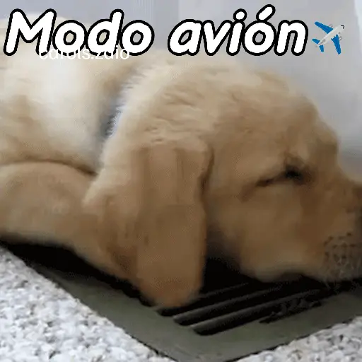 A mimir 💤 Perros 🐶😴